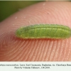 plebejus maracandicus larva chervlenye buruny 3